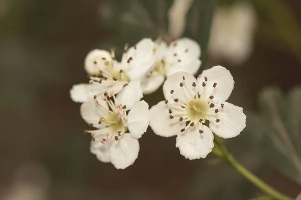 Crataegus Monogyna Yaygın Hawthorn Ağdası Beyaz Çiçekler Açık Mor Mantarlar — Stok fotoğraf