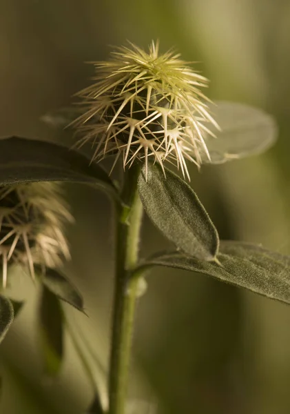 Centaurea Sonchifolia Kornblumenpflanze Aus Der Familie Der Distelgewächse Mit Großen — Stockfoto