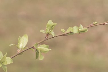 Prunus dulcis badem ağacı bahar yeşili tomurcuklar, turuncu kahverengi flaşlı beyaz ve kırmızı çiçekler