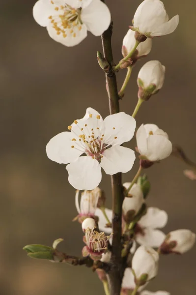 Prunus Dulcis Amandier Bourgeons Verts Printemps Fleurs Blanches Rouges Sur — Photo