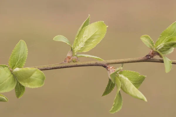 Prunus Dulcis Mandel Träd Våren Gröna Knoppar Vita Och Röda — Stockfoto
