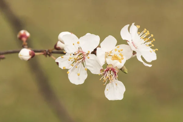 Prunus Dulcis Amandier Bourgeons Verts Printemps Fleurs Blanches Rouges Sur — Photo