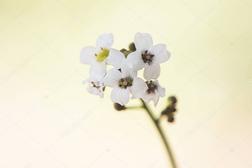 Crambe hispanica Hispanic crambe small and beautiful white flower with a waxy appearance with yellowish green stamens on a reddish natural background flash lighting