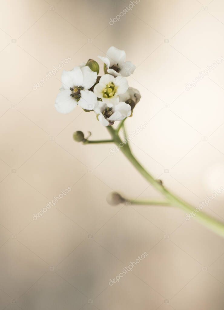 Crambe hispanica Hispanic crambe small and beautiful white flower with a waxy appearance with yellowish green stamens on a reddish natural background flash lighting