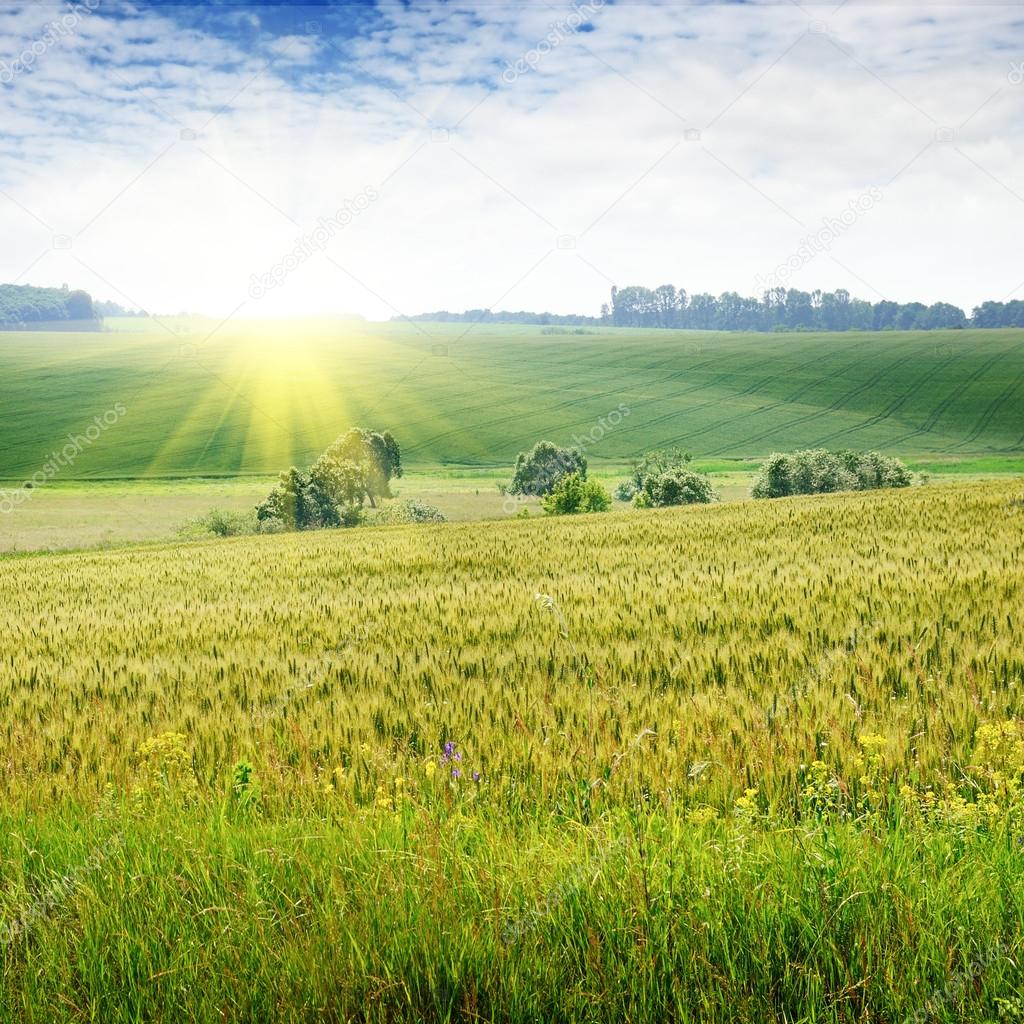 Beautiful sunset on a spring field