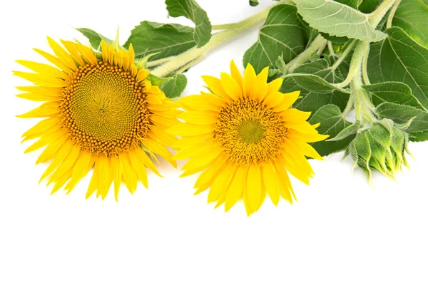 Blommor solrosor på vit bakgrund — Stockfoto