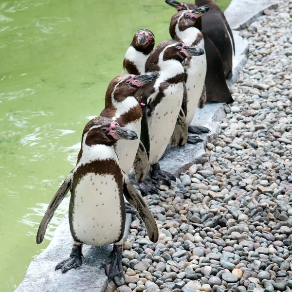 Pinguini divertenti — Foto Stock