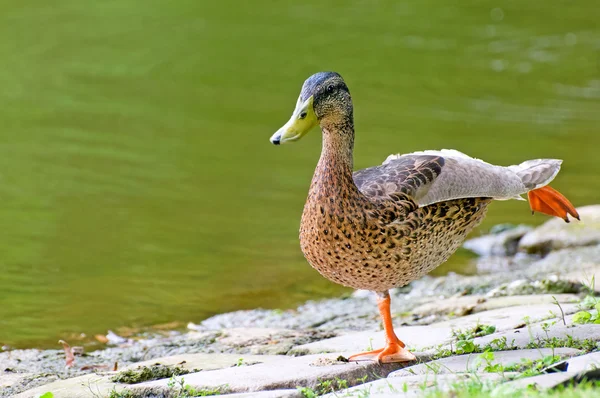 Domestic duck on background pond — Stock Photo, Image