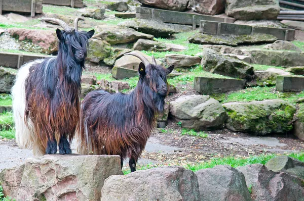 Mountain goats at the zoo — Stock Photo, Image