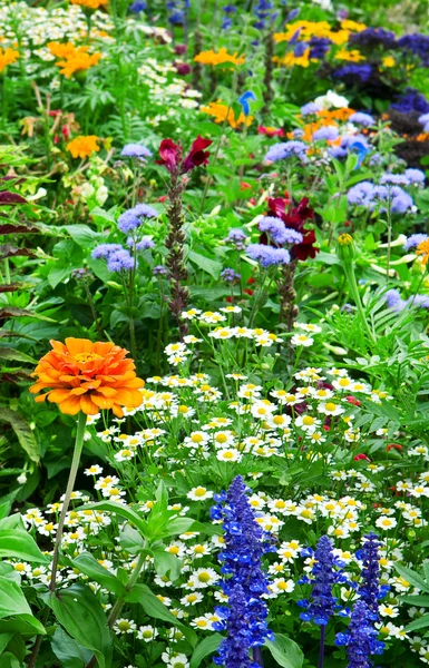 Cama de flores de flores brillantes —  Fotos de Stock