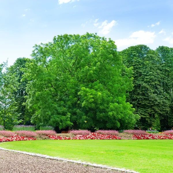 Sommarträdgård — Stockfoto