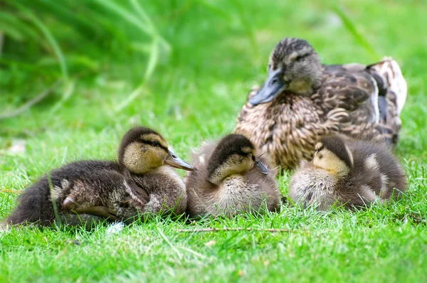Duck and little ducklings — Stock Photo, Image