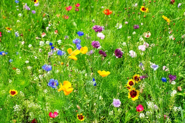 Wild flowers — Stock Photo, Image