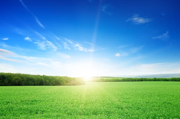Salida del sol sobre un campo verde — Foto de Stock
