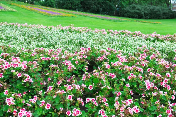 Vackra blomsterrabatt i stadsparken — Stockfoto