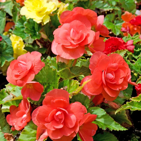 Schöner Hintergrund der Blumen Begonien — Stockfoto