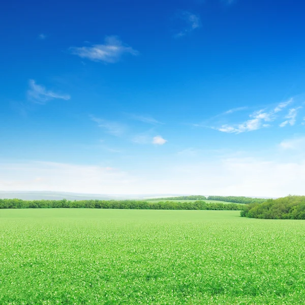 Belos campos de floração — Fotografia de Stock