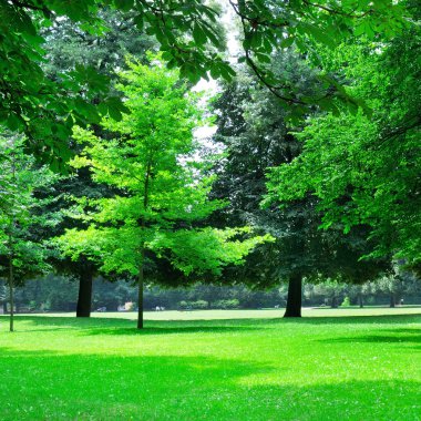 güzel Yeşil çimenler ile yaz park