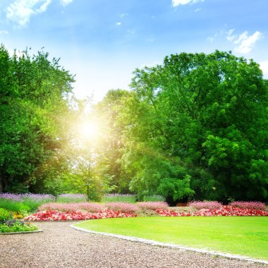 zonsopgang in mooie zomerse park