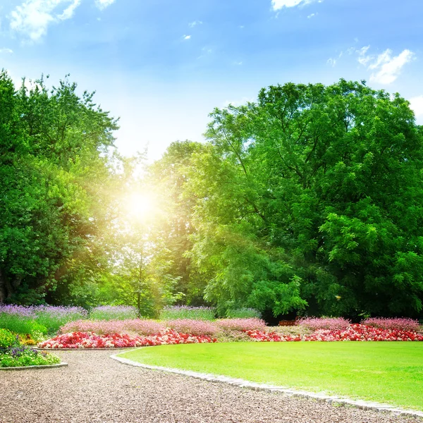 Amanecer en hermoso parque de verano — Foto de Stock