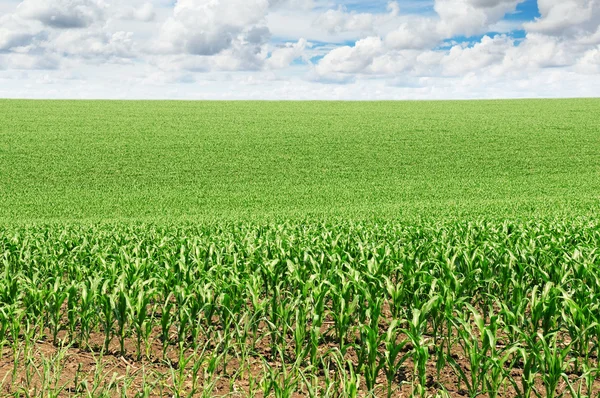Maisfeld mit den jungen Trieben — Stockfoto