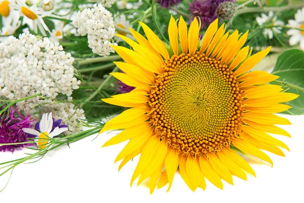 Blomma av solros och andra blommor — Stockfoto