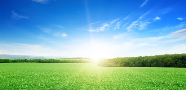 Sonnenaufgang über einer grünen Wiese — Stockfoto