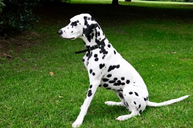 Dalmaçya köpeği