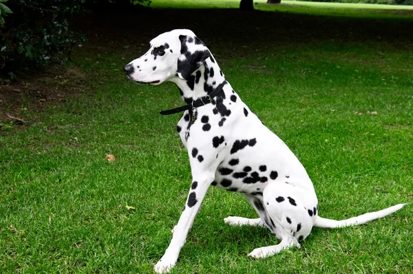 Cão dálmata — Fotografia de Stock