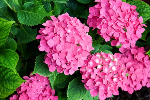 bright flowers hydrangeas