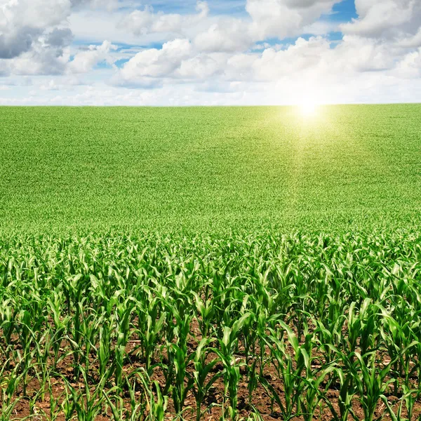 Amanecer sobre el campo de maíz —  Fotos de Stock