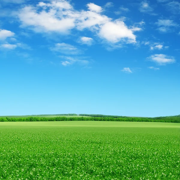 Campo verde e céu azul — Fotografia de Stock