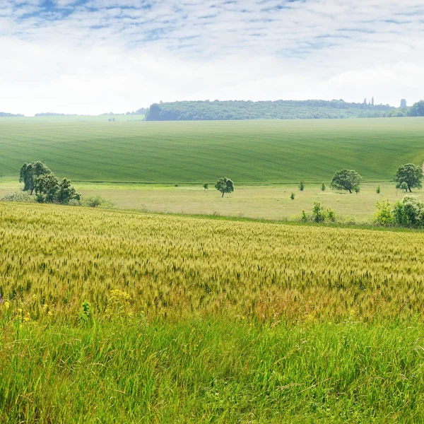 Campo di grano e cielo blu — Foto Stock