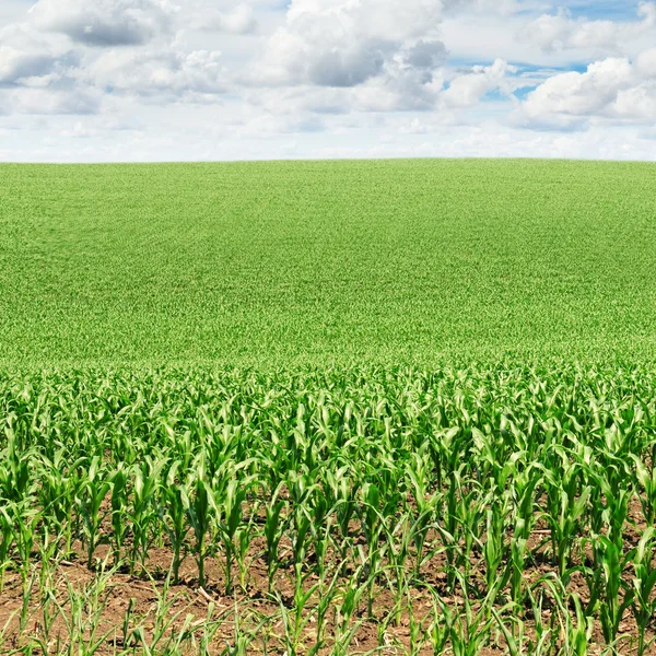 Campos de milho — Fotografia de Stock