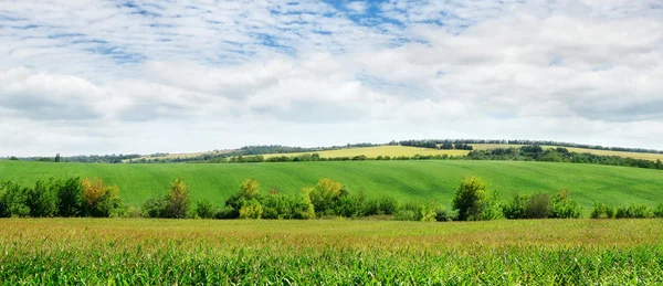 Groen veld en hemel met lichte wolken — Stockfoto