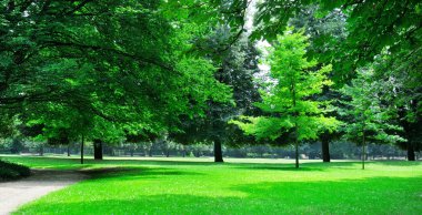 güzel Yeşil çimenler ile yaz park