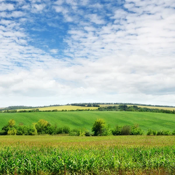 Campo con piante verdi e cielo nuvoloso — Foto Stock