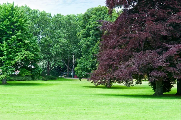 Beautiful meadow in the park — Stock Photo, Image