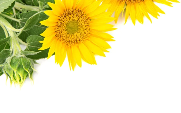 Bloemen zonnebloemen op een witte achtergrond — Stockfoto