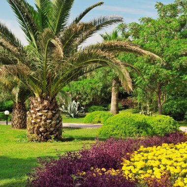 güzel bir parkta tropikal palmiye ağaçları