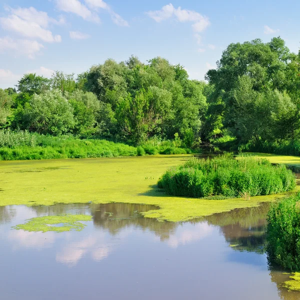 Étang avec plantes aquatiques — Photo