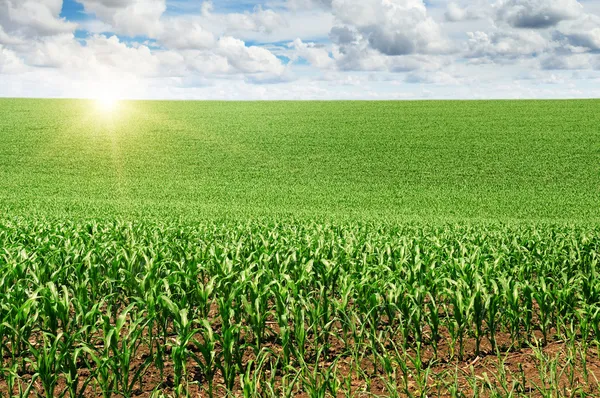 Wschód słońca nad polem kukurydzy — Zdjęcie stockowe