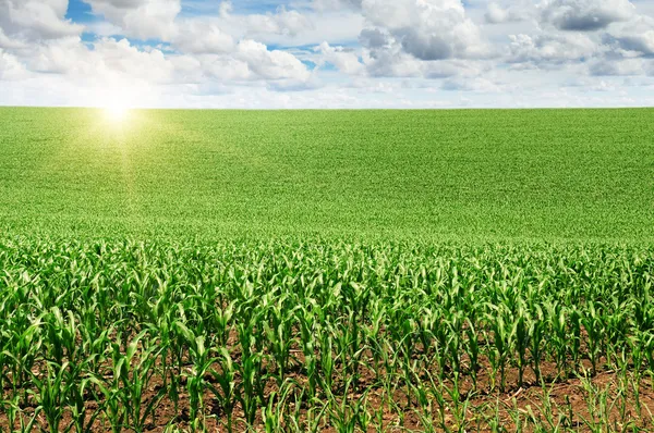 Amanecer sobre el campo de maíz — Foto de Stock