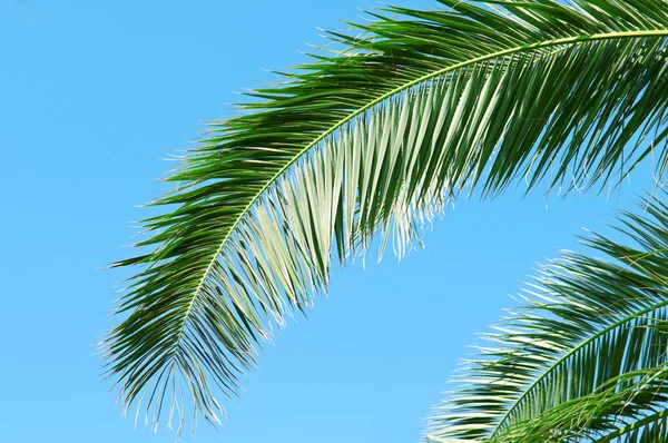 Palm branch on background of blue sky — Stock Photo, Image