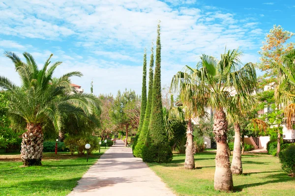 Beautiful avenue with palm trees and cypresses — Stockfoto