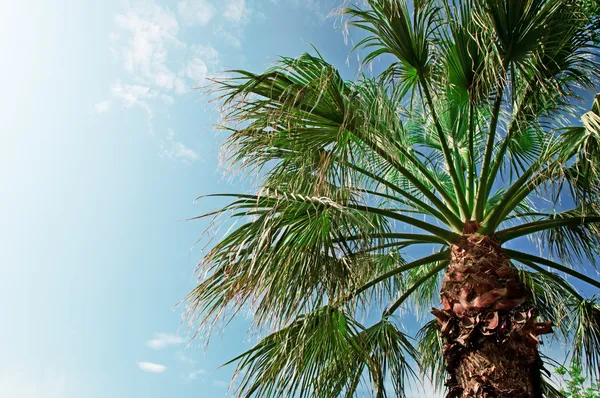 Palmo su sfondo di cielo blu — Foto Stock