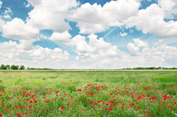 Schönes Weizenfeld und blauer bewölkter Himmel — Stockfoto