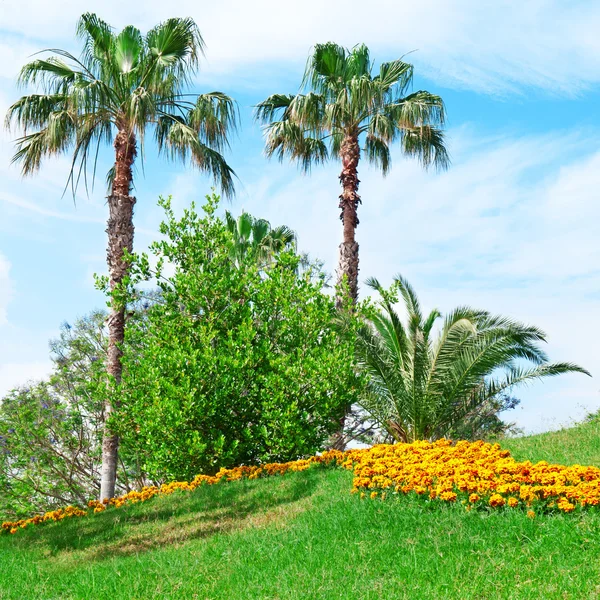 Palme tropicali in un bellissimo parco — Foto Stock