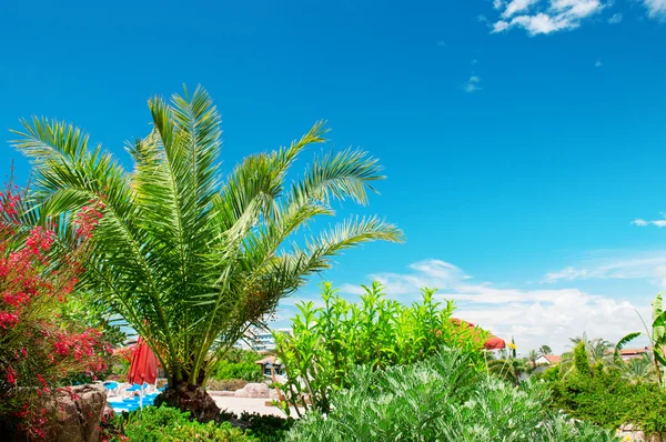 在一个美丽的公园中的热带棕榈树 — 图库照片