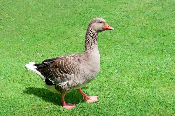 Gray goose on green meadow — Stock Photo, Image